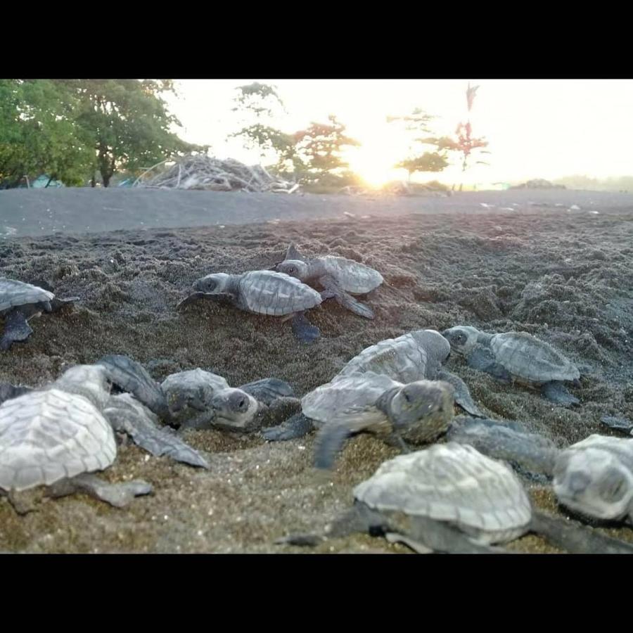 Villas Punta India Ostional Wildlife Refuge Eksteriør bilde